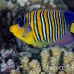angelfish_regal_hma_si_h_0038_egy1998.jpg